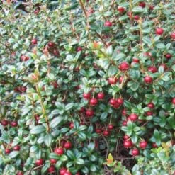 Myrtus Ugni Red Devil -Fruit Garden Shop Myrtus ugni02 3456a341 ec54 4c89 8d39 c2d55d6430cc