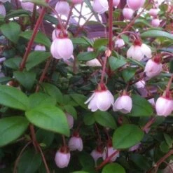 Myrtus Ugni Ka-pow -Fruit Garden Shop Myrtus ugni05