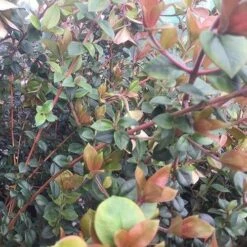 Myrtus Ugni Red Devil -Fruit Garden Shop Myrtus ugni06 8d90a547 5fa8 4da1 b273 16fa9056240d