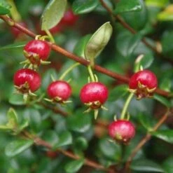 Myrtus Ugni Red Devil -Fruit Garden Shop Myrtus ugni Kapow 2 4785919d 1368 43b9 9697 dc978885c6f8
