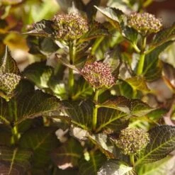 Hydrangea Macrophylla Red Angel Purple 5 Hydrangea Macrophylla Red Angel Purple -Fruit Garden Shop NLK05558