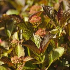Hydrangea Macrophylla Red Angel 5 Hydrangea Macrophylla Red Angel -Fruit Garden Shop NLK05561