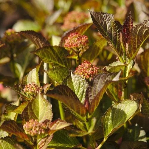 Hydrangea Macrophylla Red Angel 4 Hydrangea Macrophylla Red Angel - Image 2