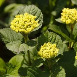 Hydrangea Macrophylla Candy Heart Blue -Fruit Garden Shop NLK05584