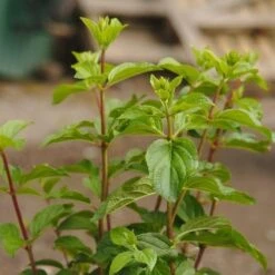 Hydrangea Paniculata Silver Dollar -Fruit Garden Shop NLK05676