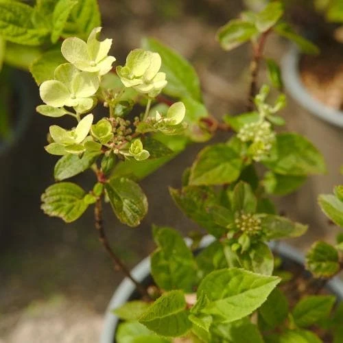 Hydrangea Paniculata Early Sensation 9 Hydrangea Paniculata Early Sensation - Image 7