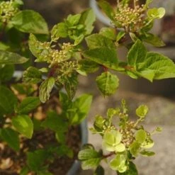 Hydrangea Paniculata Early Sensation 17 Hydrangea Paniculata Early Sensation -Fruit Garden Shop NLK05689