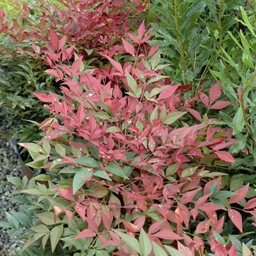 Nandina Domestica Obsessed 4 Nandina Domestica Obsessed - Image 2