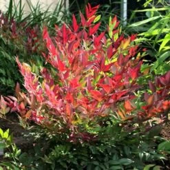 Nandina Domestica Obsessed 13 Nandina Domestica Obsessed -Fruit Garden Shop Nandina domestica Obsessed 02