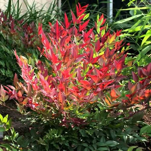 Nandina Domestica Obsessed 5 Nandina Domestica Obsessed - Image 3