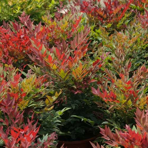 Nandina Domestica Obsessed 7 Nandina Domestica Obsessed - Image 5