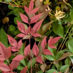 Nandina Domestica Obsessed 16 Nandina Domestica Obsessed -Fruit Garden Shop Nandina domestica Obsessed 05