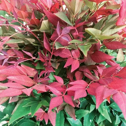 Nandina Domestica Obsessed 10 Nandina Domestica Obsessed - Image 8