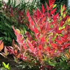Nandina Domestica Obsessed