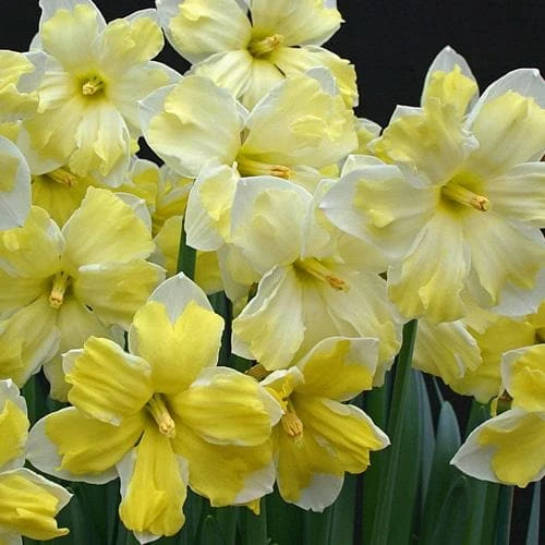 Daffodil Cassata 4 Daffodil Cassata - Image 2