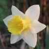 Daffodil Finland
