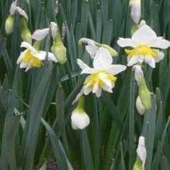 Daffodil White Lion -Fruit Garden Shop Narcissus White Lion 01