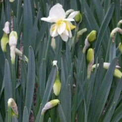 Daffodil White Lion -Fruit Garden Shop Narcissus White Lion 03