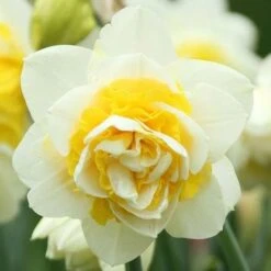 Daffodil White Lion -Fruit Garden Shop Narcissus White Lion 05