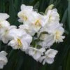 Daffodil Winston Churchill -Fruit Garden Shop Narcissus Winston Churchill 01
