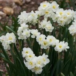 Daffodil Winston Churchill -Fruit Garden Shop Narcissus Winston Churchill 02