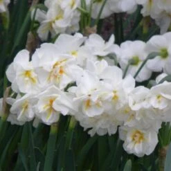 Daffodil Winston Churchill -Fruit Garden Shop Narcissus Winston Churchill 03