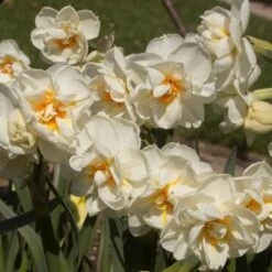 Daffodil Winston Churchill -Fruit Garden Shop Narcissus Winston Churchill 04