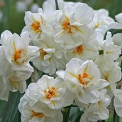 Daffodil Winston Churchill -Fruit Garden Shop Narcissus Winston Churchill 05