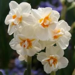 Daffodil Winston Churchill -Fruit Garden Shop Narcissus Winston Churchill 06