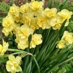 Daffodil Yellow Cheerfulness -Fruit Garden Shop Narcissus Yellow Cheerfulness 01