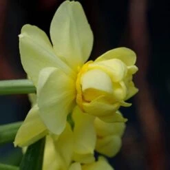 Daffodil Yellow Cheerfulness -Fruit Garden Shop Narcissus Yellow Cheerfulness 02