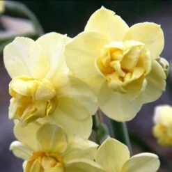 Daffodil Yellow Cheerfulness -Fruit Garden Shop Narcissus Yellow Cheerfulness 03