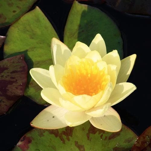 Nymphaea Marliacea Chromatella 3 Nymphaea Marliacea Chromatella