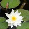 Nymphaea Alba - Native White Waterlily 1 Nymphaea Alba - Native White Waterlily -Fruit Garden Shop Nymphaea alba 01