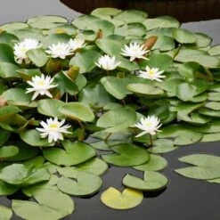 Nymphaea Marliacea Albida -Fruit Garden Shop Nymphaea Marliacea Albida