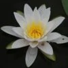 Nymphaea Marliacea Albida -Fruit Garden Shop Nymphaea x marliacea Albida 1zz