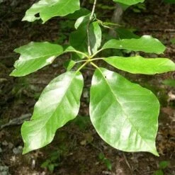 Nyssa Aquatica - Water Tupelo -Fruit Garden Shop Nyssa Aquatica