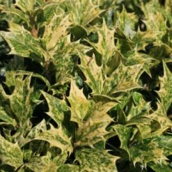 Osmanthus Heterophyllus Goshiki -Fruit Garden Shop Osmanthus het Goshiki 03