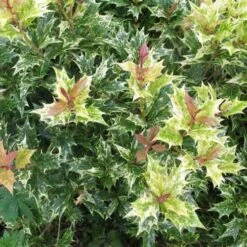 Osmanthus Heterophyllus Goshiki -Fruit Garden Shop Osmanthus het Goshiki 04