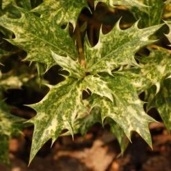 Osmanthus Heterophyllus Goshiki -Fruit Garden Shop Osmanthus het Goshiki 05