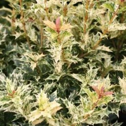 Osmanthus Heterophyllus Goshiki -Fruit Garden Shop Osmanthus het Goshiki 06