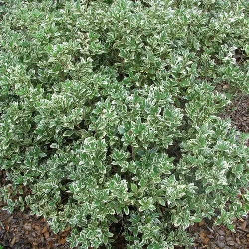 Osmanthus Heterophyllus Variegatus 4 Osmanthus Heterophyllus Variegatus - Image 2