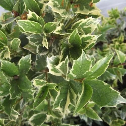 Osmanthus Heterophyllus Variegatus 5 Osmanthus Heterophyllus Variegatus - Image 3