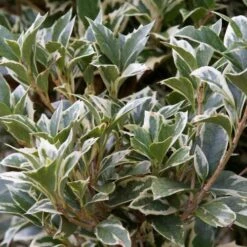 Osmanthus Heterophyllus Variegatus 12 Osmanthus Heterophyllus Variegatus -Fruit Garden Shop Osmanthus heterophyllus Variegatus02 b7307b8a 2553 4e68 827d a7ec89e90e4a