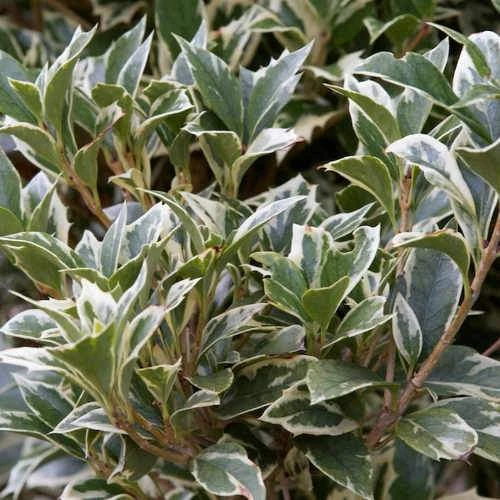 Osmanthus Heterophyllus Variegatus 7 Osmanthus Heterophyllus Variegatus - Image 5