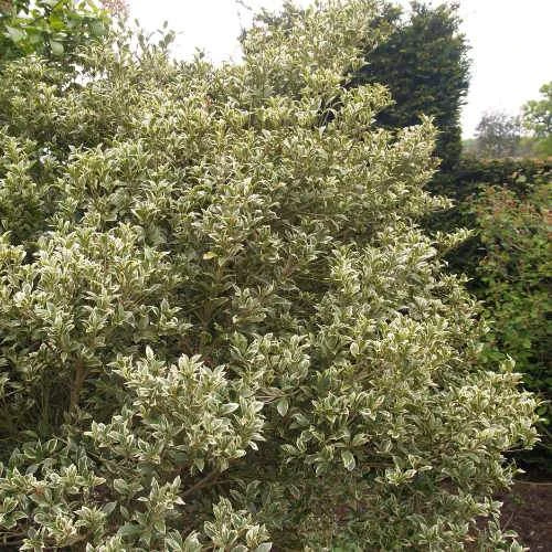 Osmanthus Heterophyllus Variegatus 6 Osmanthus Heterophyllus Variegatus - Image 4