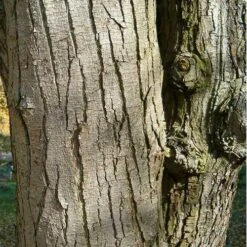 Ostrya Carpinifolia - Hop Hornbeam -Fruit Garden Shop Ostrya carpinifolia 03