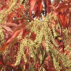 Oxydendrum Arboreum