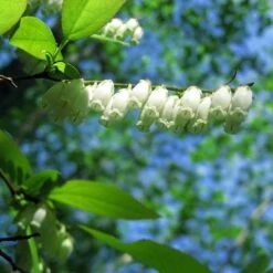 Oxydendrum Arboreum -Fruit Garden Shop Oxydendrum arboreum 08 9eb5910d 5c65 4d68 ac86 3679caeb8460