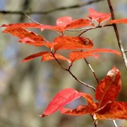 Oxydendrum Arboreum -Fruit Garden Shop Oxydendrum arboreum 12 e8accd75 5637 45eb a1a6 4afd80406dc5